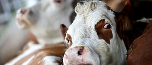 Unbekannter Täter befestigt Metallteile an Maispflanzen: Gefahr für Rinder