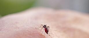 Asiatische Tigermücke Dengue