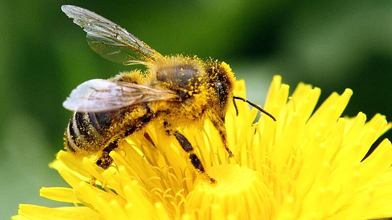 Blühstreifen sollen Bienen Nahrungsquellen bieten