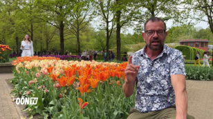 Plobergers Gartentipps: Im Tulpenfieber