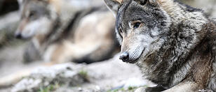 Landwirte im Umgang mit dem Wolf: "Fühlen uns alleingelassen"