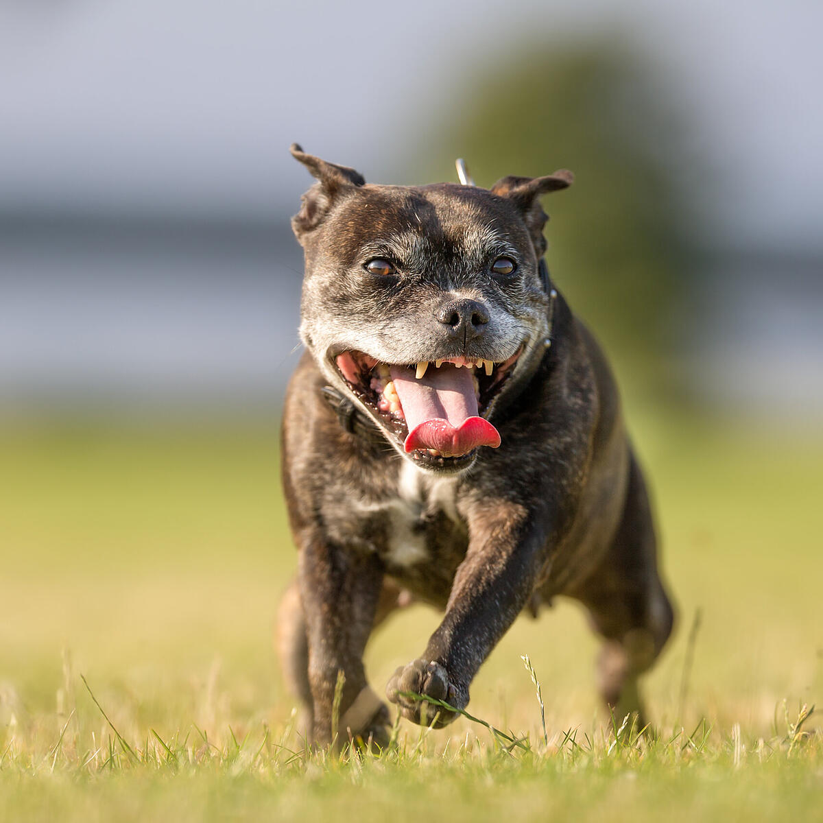 Hundehaltegesetz: Entwurf sieht Maulkorbpflicht für bestimmte Rassen vor