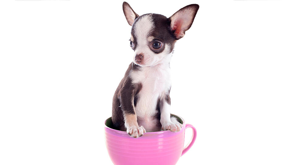 Hunde in Teetassen-Größe Niedlicher Trend oder Tierquälerei?