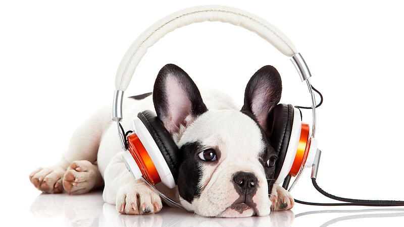 Musik für Hunde