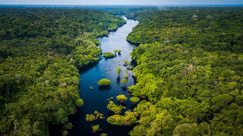 Amazon Rainforest in Anavilhanas National Park, Amazonas - Brazil