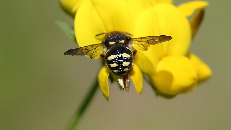 Warum die wilden Bienen unsere Hilfe brauchen