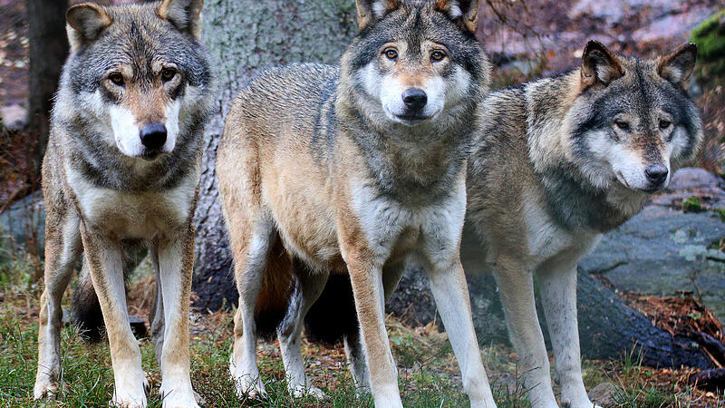 Anzahl der Wölfe in Österreich steigt: Uneinigkeit über Umgang mit dem Tier