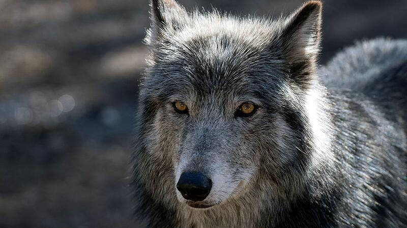 Neun Schafe tot, ein Lamm vermisst: Wolfsriss in Gramastetten bestätigt