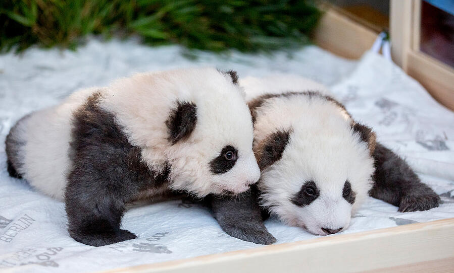 Geheimnis gelüftet: So heißen die Pandazwillinge im Berliner Zoo