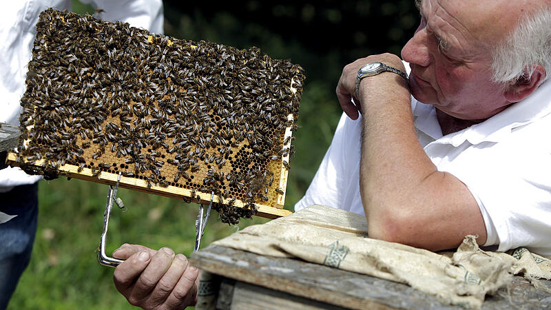 Perga, Propolis, Gelée: Bei den Bienen ist nicht alles Honig
