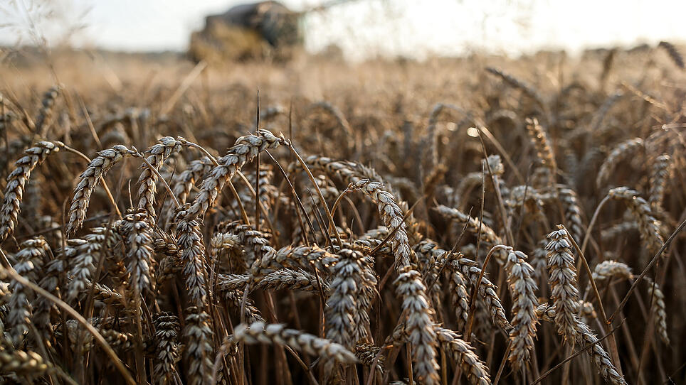 Zu viel Bio-Getreide: Preis fällt um ein Viertel
