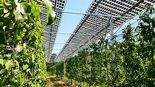 Photovoltaik Agri-PV-Anlage Solarstrom