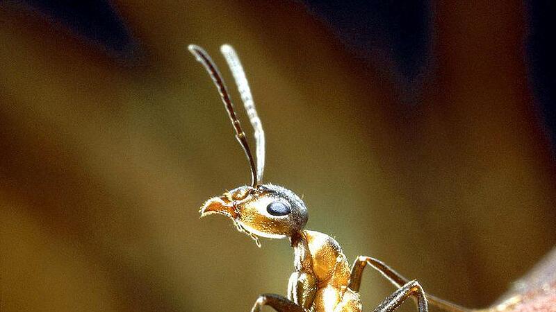 Ameisen &ndash; tierische Frühlingsboten mit problematischem Image