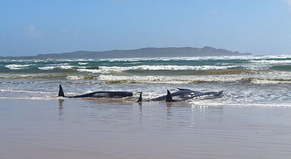 Nach Massenstrandung: Helfer versuchen noch Wale zu retten