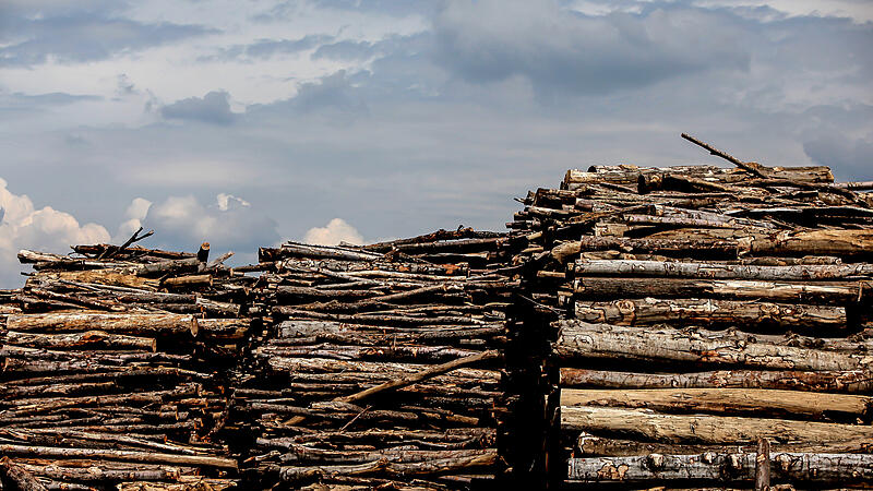 Waldbesitzer holten mehr Holz aus den Wäldern