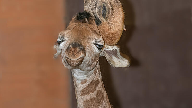 Nachwuchs in Schmiding: So süß ist Giraffen-Baby Nuka