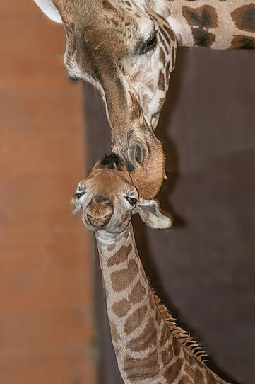 Nachwuchs in Schmiding: So süß ist Giraffen-Baby Nuka