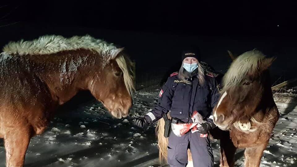 Polizei fing entlaufene Pferde wieder ein