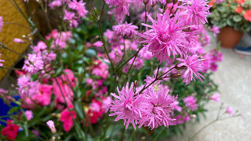 Blütentraum in Pink