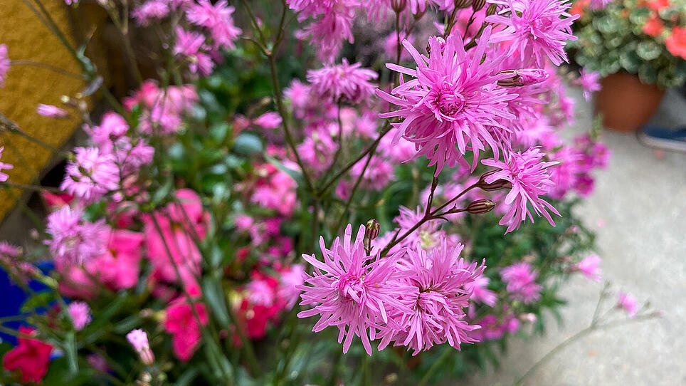 Blütentraum in Pink