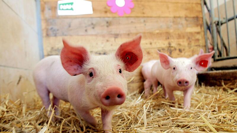 Schweinemast: Neues Siegel für mehr Tierwohl