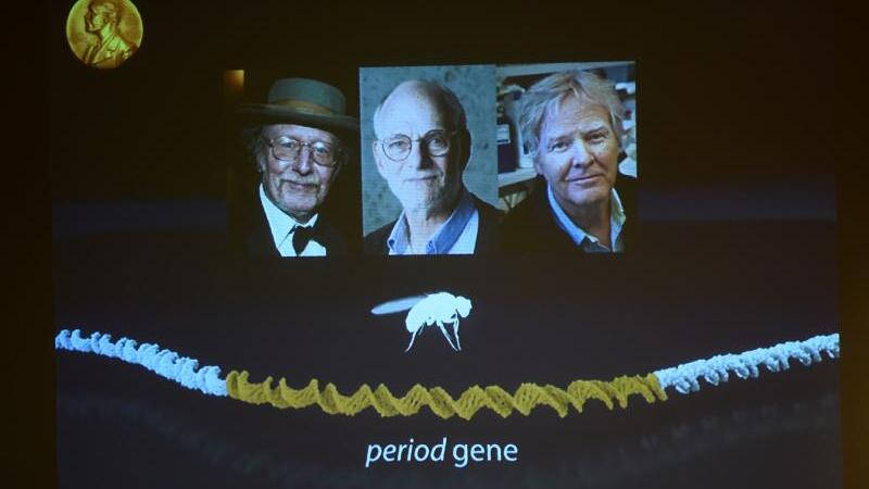 Die neuen Medizin-Nobelpreis-Träger: Jeffrey C. Hall, Michael Rosbash und Michael W. Young (v. l.)