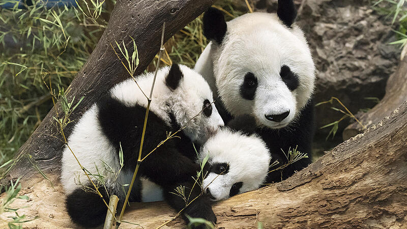 Schönbrunn and the Pandas: Five Births, a New Man and a Sensation