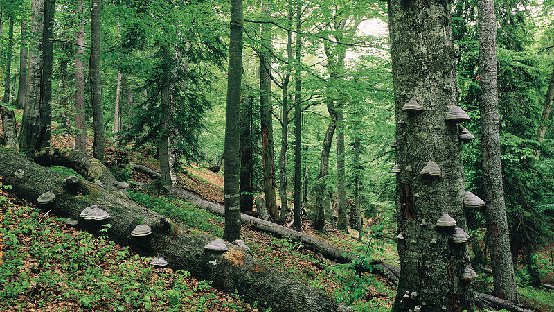 Wunder Wald