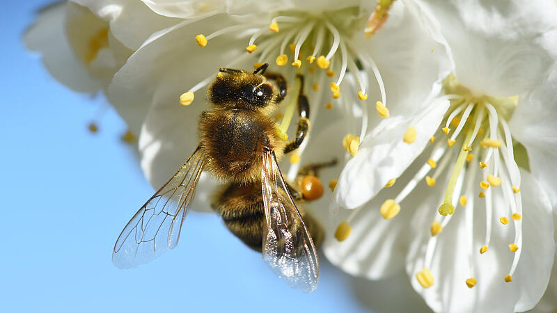 Perger FP-Jugend engagiert sich für Schutz der Bienen