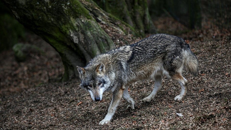 Wolf im Mühlviertel wurde totgebissen