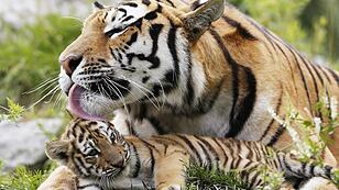 Amurskaya, a Siberian tiger, licks one of its cub at the St-Felicien Wildlife Zoo in St-Felicien