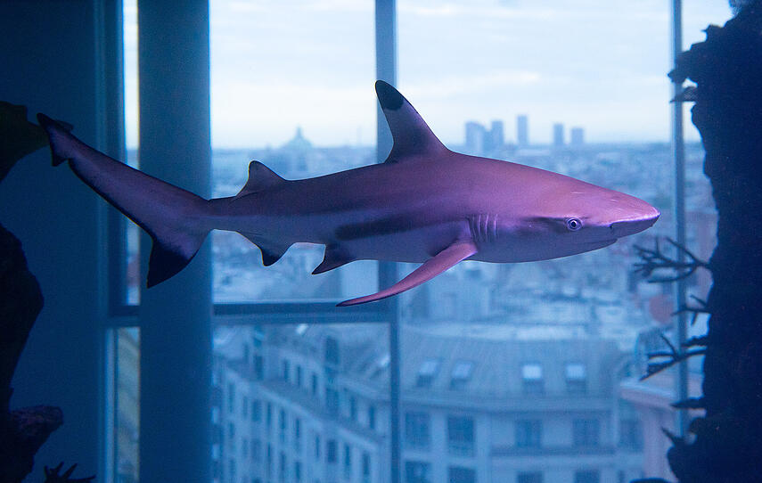 360 Grad Hai-Aquarium im Haus des Meeres