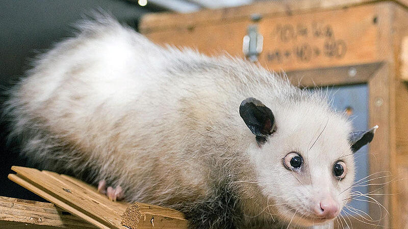 Heidi, das schielende Opossum