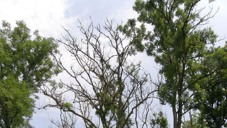 Mit der Zucht resistenter Bäume soll das Eschensterben gestoppt werden