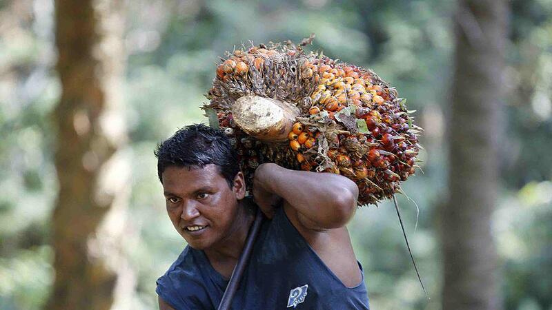 Die Welt ist von der Wunderdroge Palmöl abhängig