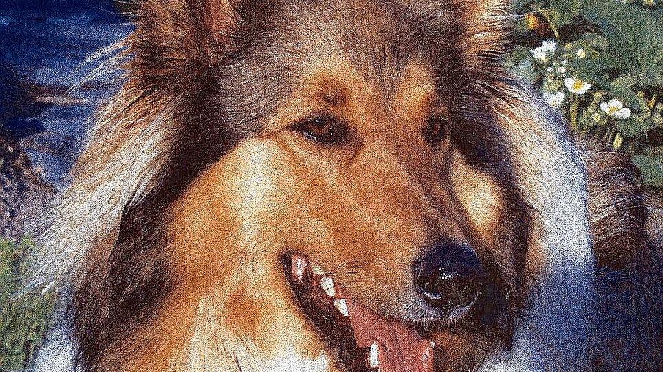Hund wurde Opfer von Tierquäler - Wunde war von Maden zerfressen
