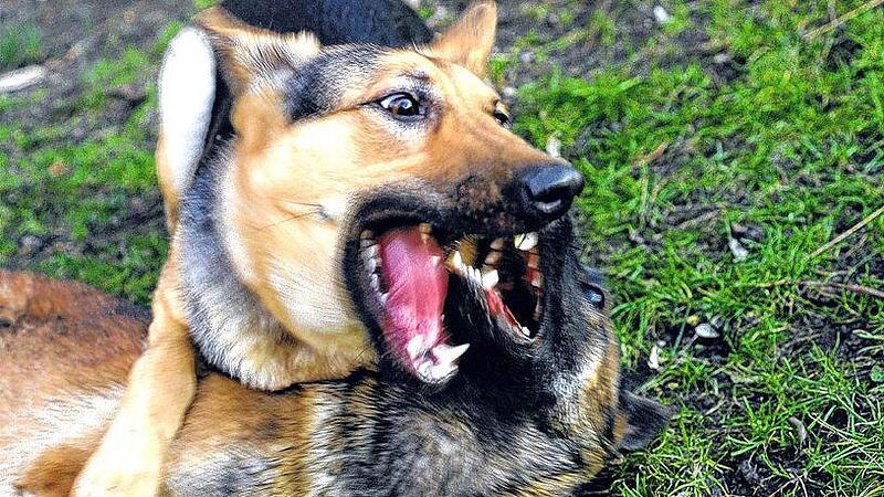 Tiertrainer machen aus gestörtem Köter wieder einen normalen Hund