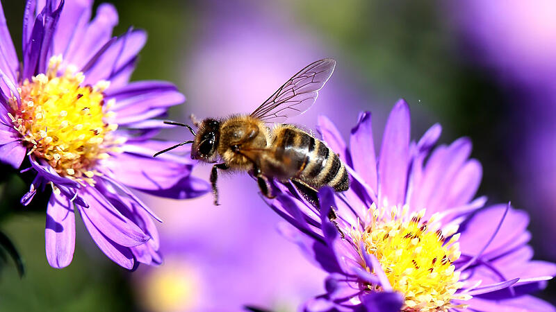 Gemeinde Kirchham stellt Bienen eine Blumenwiese zur Verfügung