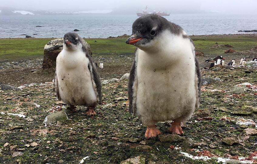 1,5 Millionen Pinguine in der Antarktis entdeckt
