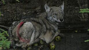 DNA-Spuren ausgewertet: Wolf ging zweimal in Falle