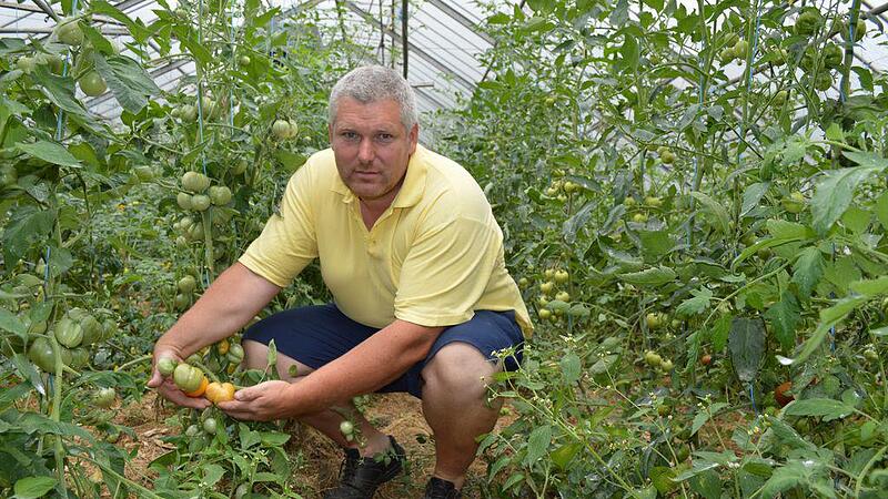 Bauernmarkt-Obmann Josef Gangl produziert mehr als 100 Tomatensorten