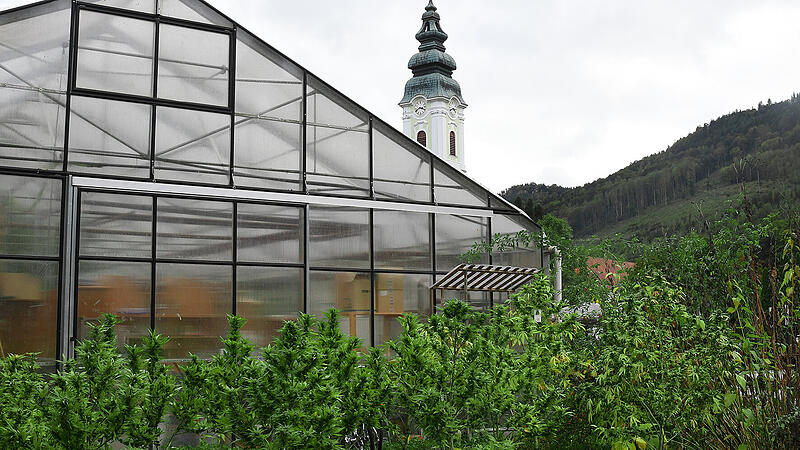 50 Kilo Hanfblüten aus Engelhartszeller Gärtnerei gestohlen