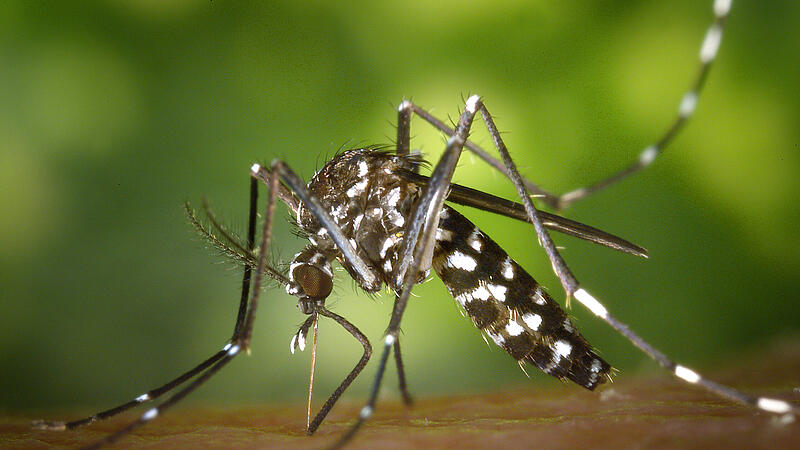 Asian tiger mosquito found in all federal states for the first time in 2022
