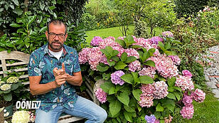 Plobergers Gartentipp: Hortensien