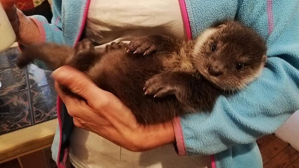 Wanderer retteten ausgehungertes Otter-Baby