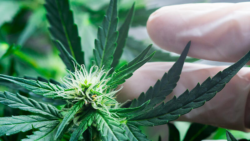 Riesige Cannabis-Plantage mit 1420 Pflanzen in Hotel entdeckt