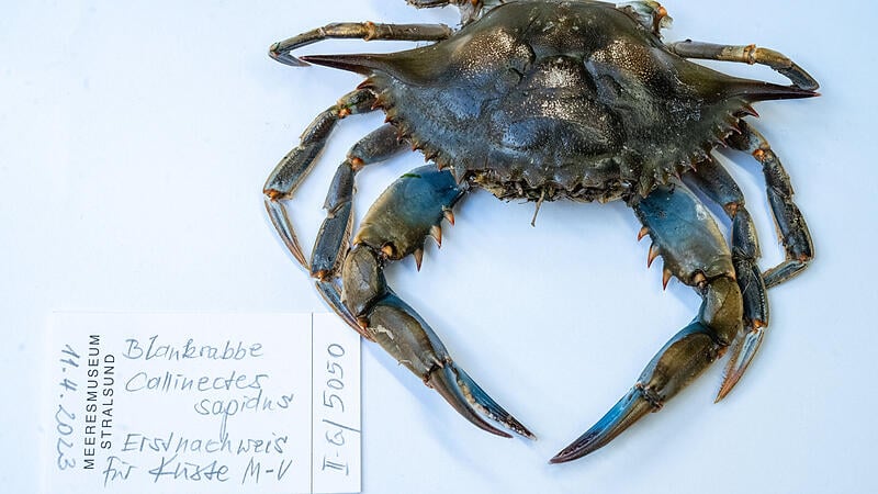 “A sensation”: Blue crab made it to Mecklenburg-Western Pomerania