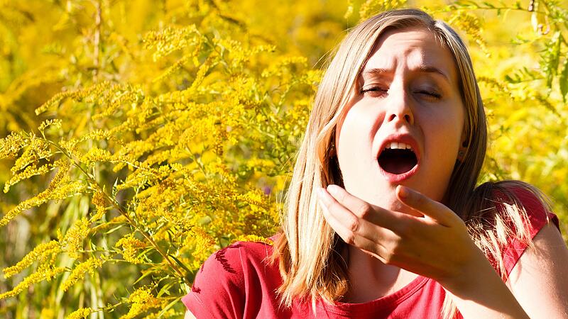  Schlechte Nachrichten für Allergiker: Die Ragweedpollensaison steht unmittelbar bevor