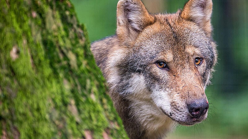 Wolf tear in the Ennstal?  Styria is now planning a new regulation