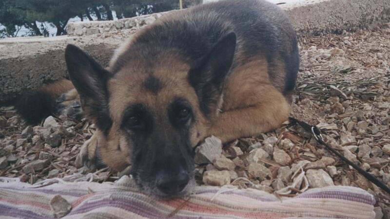 Zu harte Erziehung? Hundehalter wegen Tierquälerei verurteilt